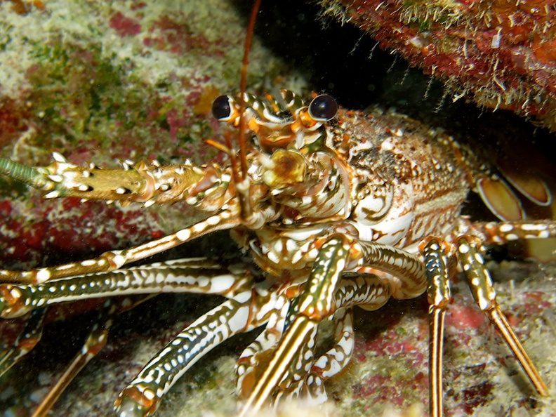 46 Spotted Lobster IMG_3755.jpg